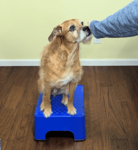 Dog trick Touch in Oregon City