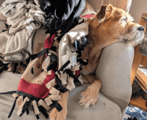 Dog Tricks learning tricks tricksters