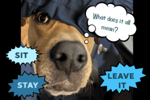 How do I teach my dog a word