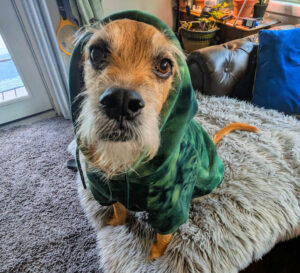 Cute scruffy faced dog in a green hoodie with the hood up an da big black nose.