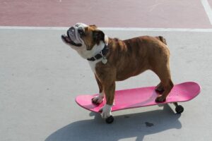 Bulldog on Pink Skateboard