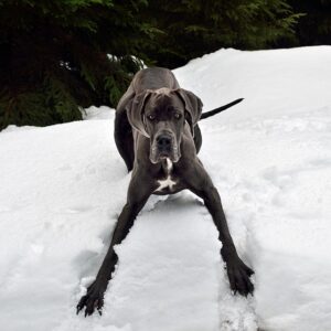 image of a gray Great Dane playing in the snow in a play bow